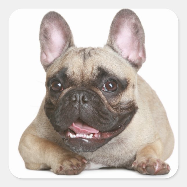 Adesivo Quadrado Marrom-bravo-da-índia/Cachorro-preto (Frente)