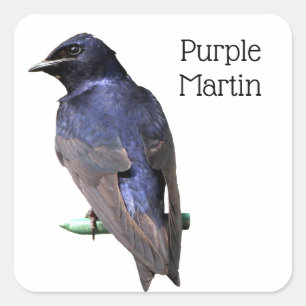 Adesivo Quadrado Martin roxo