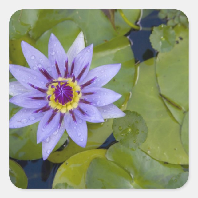 Adesivo Quadrado Martinica, Antilhas Francesas, Índias Ocidentais,  (Frente)