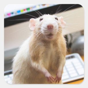 Adesivo Quadrado Marty Mouse Stickers - Alto