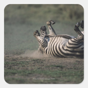 Adesivo Quadrado Masai Mara National Reserve, Quênia 2