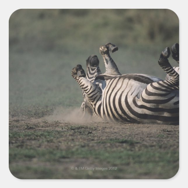Adesivo Quadrado Masai Mara National Reserve, Quênia 2 (Frente)