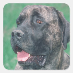 Adesivo Quadrado Mastiff rajado
