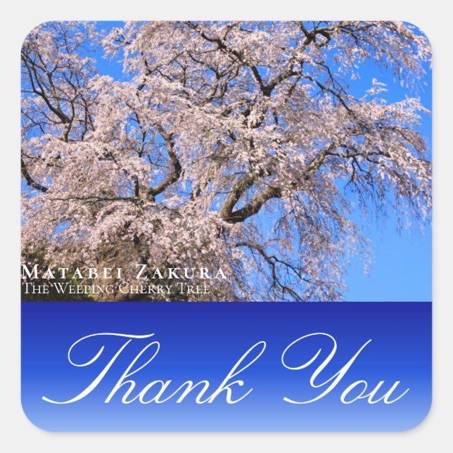 Adesivo Quadrado Matabei-Zakura: Weeping Cherry Tree (Frente)