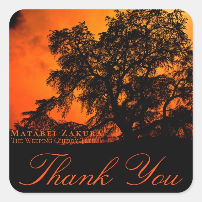 Adesivo Quadrado Matabei-Zakura: Weeping Cherry Tree スクエアシール (Frente)