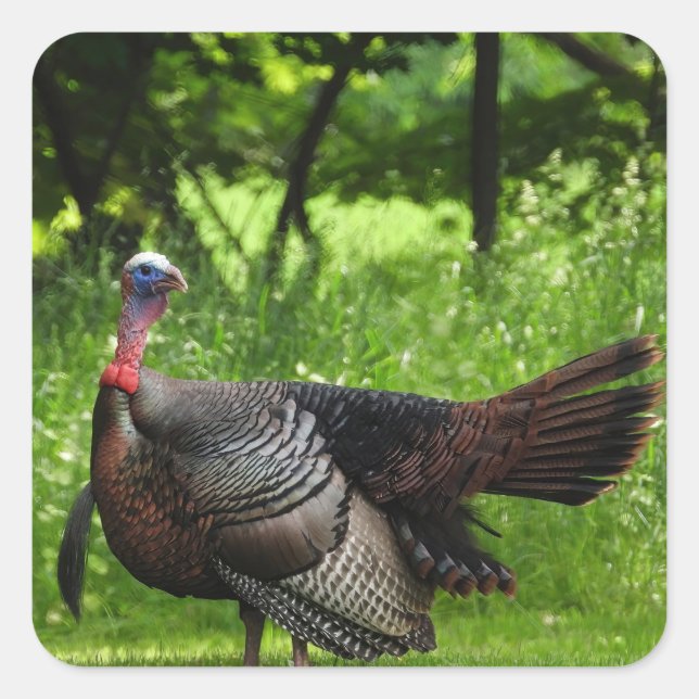 Adesivo Quadrado Mature Male Wild Turkey Exibindo Penas (Frente)
