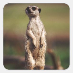 Adesivo Quadrado meerkat delgado-atado