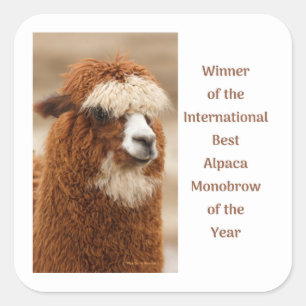 Adesivo Quadrado Melhor Sobrancelha Única de Alpaca