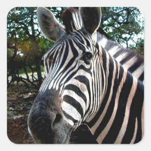 Adesivo Quadrado Meu amigo de Strippy