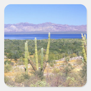 Adesivo Quadrado México, Baja California Sur, Cardon Cactus em