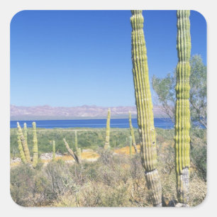 Adesivo Quadrado México, Baja California Sur, Mulege, Bahia