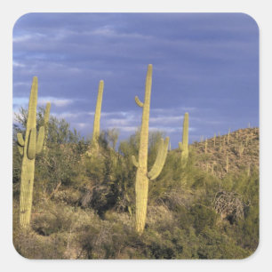 Adesivo Quadrado México, Baja del Norte, Catavina Desert National 