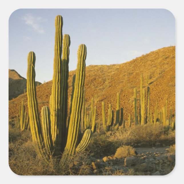 Adesivo Quadrado México, Baja, Ilha Catalina de Papais noeis, Mar d (Frente)