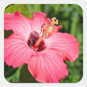 Adesivo Quadrado Michigan, Dearborn. Detalhe do Hibisco Rosa