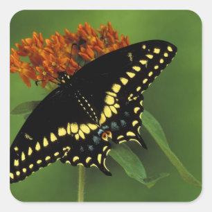 Adesivo Quadrado Michigan, Rochester. Preto oriental americano