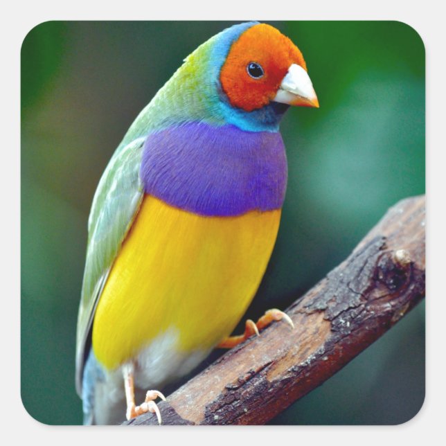 Adesivo Quadrado Mingau-gouldian (Frente)
