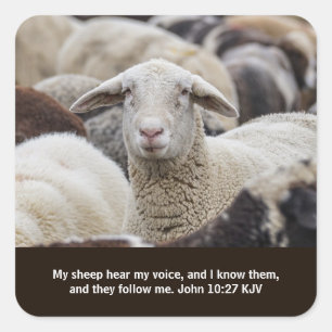 Adesivo Quadrado Minha ovelha ouve minha voz, escritura, ovelha em 