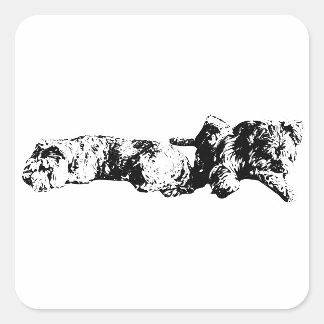 Adesivo Quadrado Mini Schnauzer Duo – Bold Black & White Sticker (Frente)