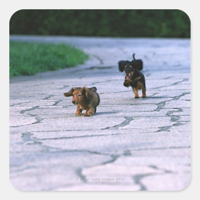 Adesivo Quadrado Miniatura Dachshund 3 (Frente)