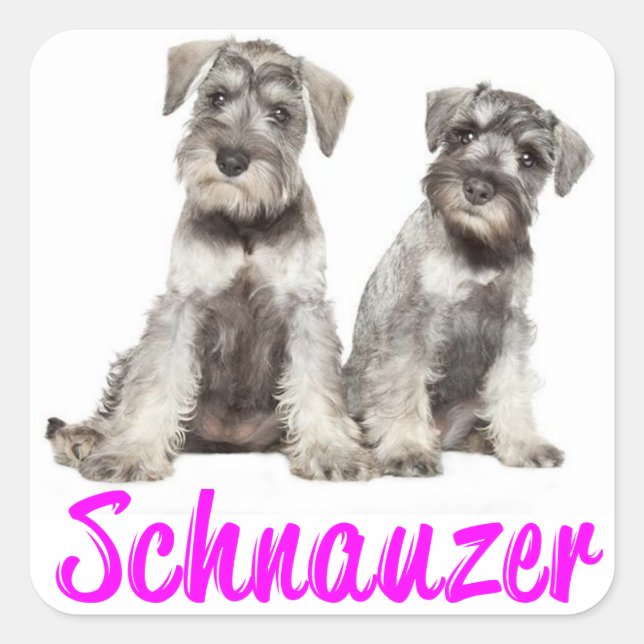 Adesivo Quadrado Miniatura Schnauzer Cachorro Cachorro Adormecido (Frente)