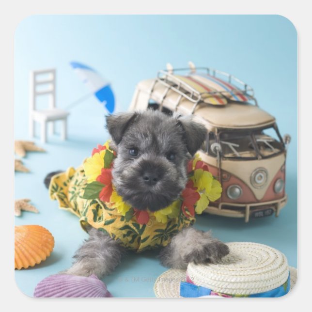 Adesivo Quadrado Miniatura Schnauzer Puppy e férias de verão (Frente)
