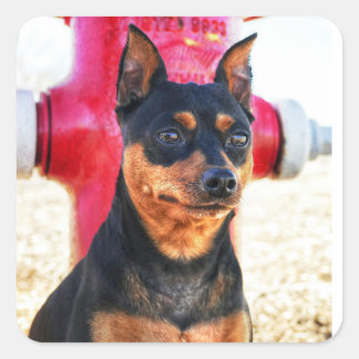 Adesivo Quadrado MinPinOne