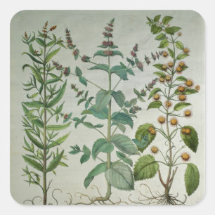 Adesivo Quadrado Mint: Mentha crispa