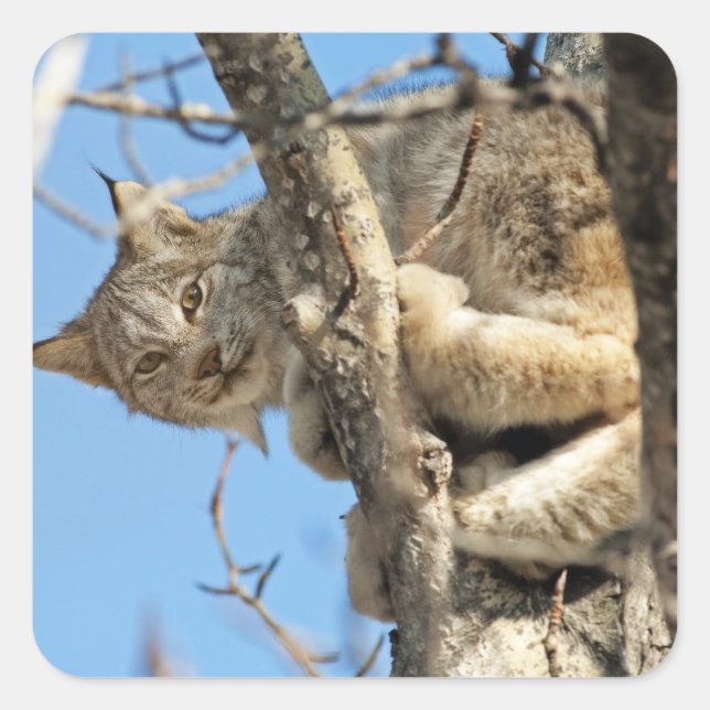 Adesivo Quadrado Mischievous Lynx (Frente)