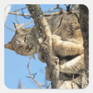 Adesivo Quadrado Mischievous Lynx