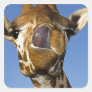 Adesivo Quadrado Mmmm Mmmm Bom