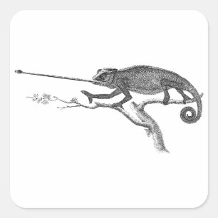 Adesivo Quadrado Modelo da ilustração do camaleão do lagarto do