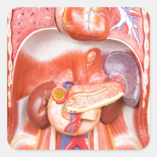 Adesivo Quadrado Modelo de corpo humano do tronco com órgãos