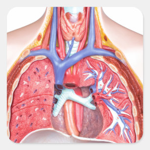 Adesivo Quadrado Modelo de corpo humano interno sobre fundo branco