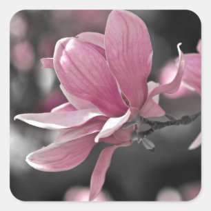 Adesivo Quadrado Molho Rosa Japonês Magnolia