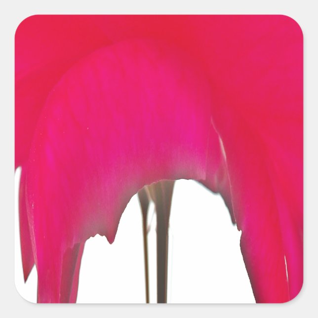 Adesivo Quadrado Momento Capturado: Uma Elegância Petal Rosa vermel (Frente)