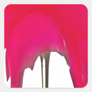 Adesivo Quadrado Momento Capturado: Uma Elegância Petal Rosa vermel