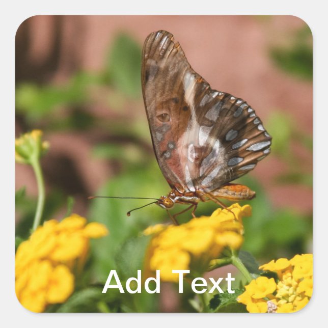 Adesivo Quadrado Monararcas - Autocolantes de cães e borboletas (Frente)