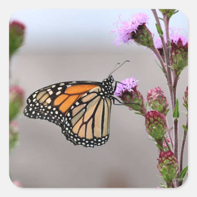 Adesivo Quadrado Monarca (Frente)