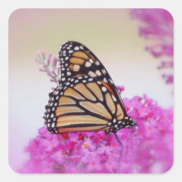 Adesivo Quadrado Monarca a rosa - Borboleta