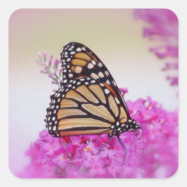 Adesivo Quadrado Monarca a rosa - Borboleta