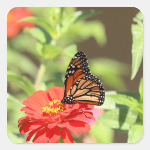 Adesivo Quadrado Monarca de outubro