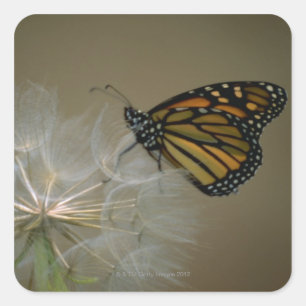 Adesivo Quadrado Monarca no dente-de-leão