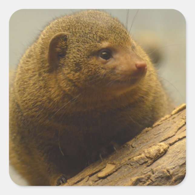Adesivo Quadrado Mongoose um Ramal de Árvore (Frente)