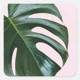 Adesivo Quadrado Monstera Tropical Leaf