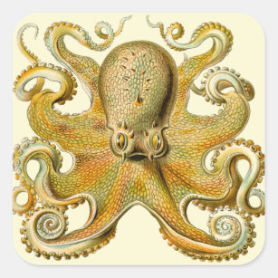 Adesivo Quadrado Monstro marinho de ilustração antiga de polvo