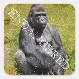 Adesivo Quadrado Montanha Gorilla Sticker