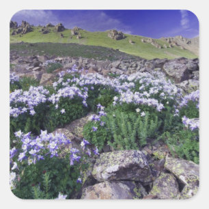 Adesivo Quadrado Montanhas e flores silvestres em prado alpino,