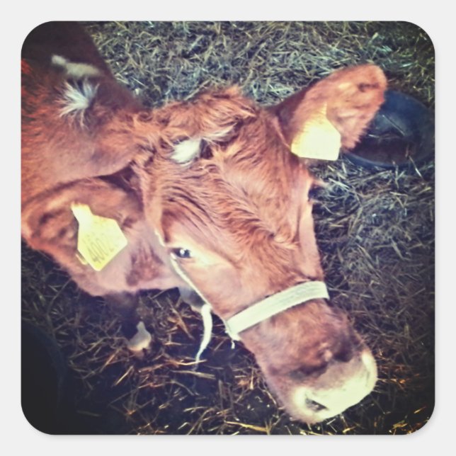 Adesivo Quadrado Moo-boi (Frente)