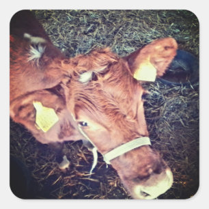 Adesivo Quadrado Moo-boi