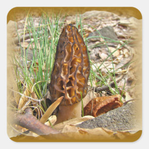 Adesivo Quadrado Morel Mushroom